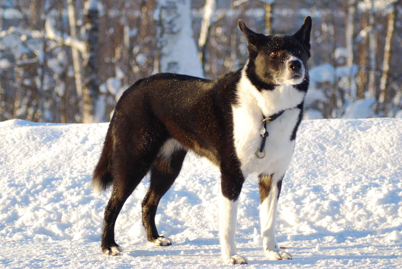 karelianbear dog standing on the snow