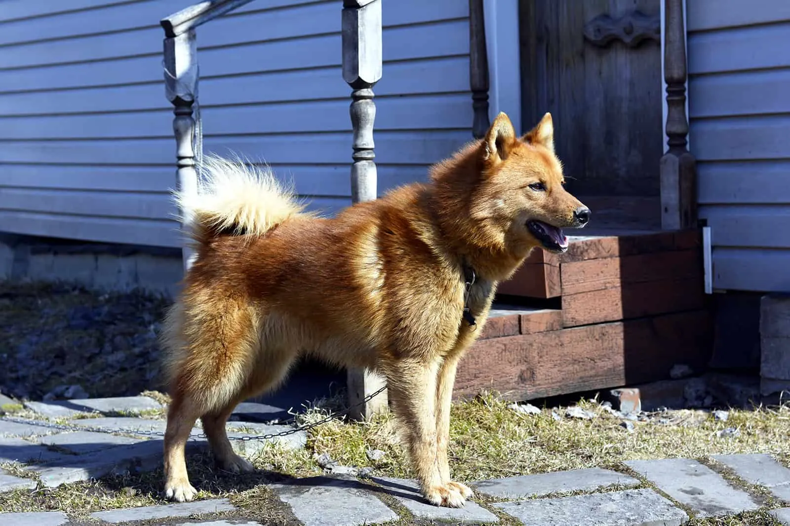 karelo finnish laika standing outdoors