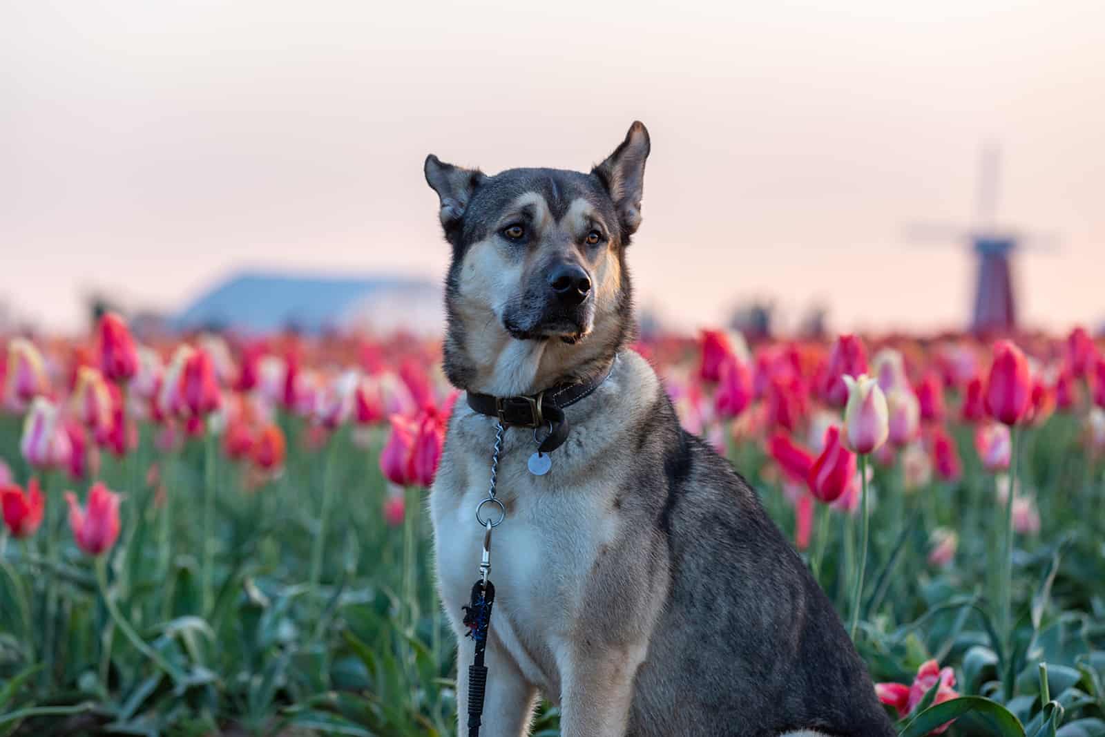 kunming wolfdog posing on a tulip field