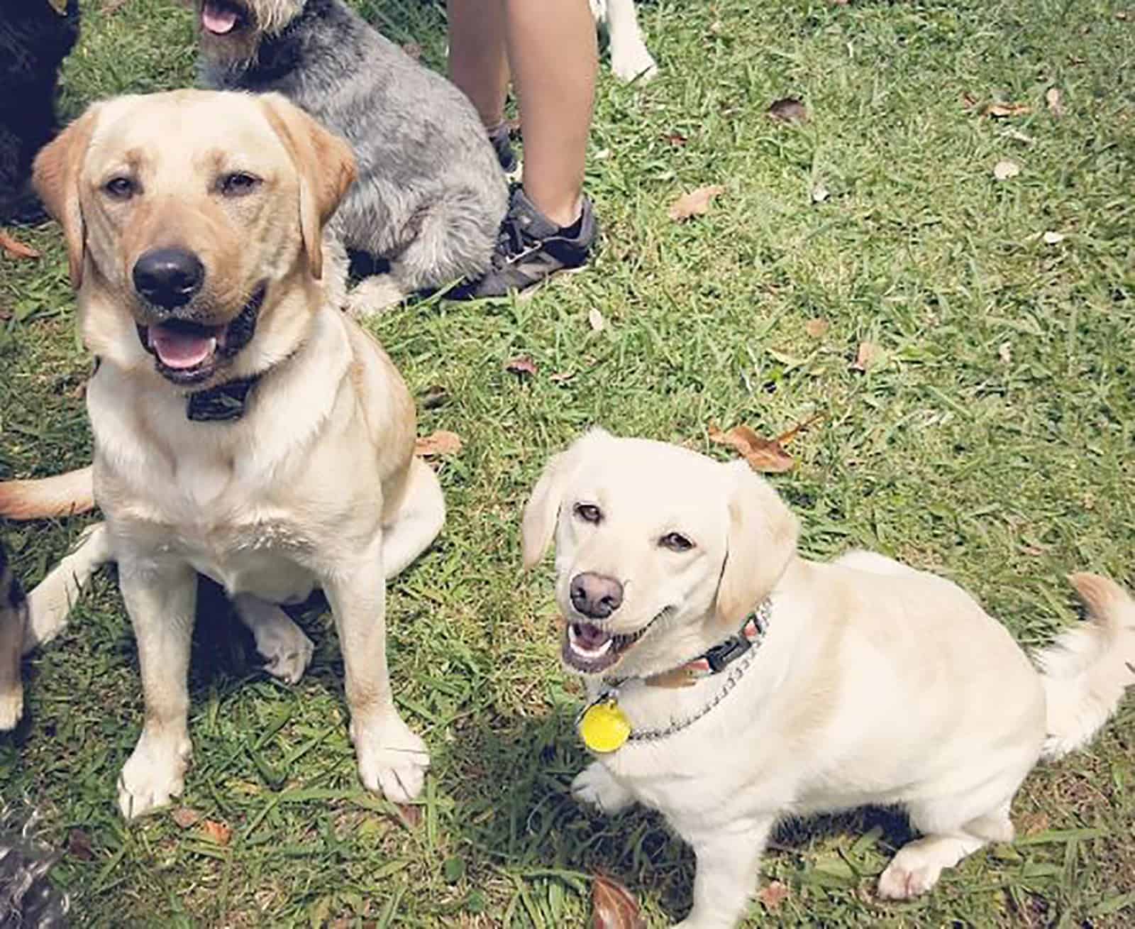 labrador and mini labrador sitting on the grass