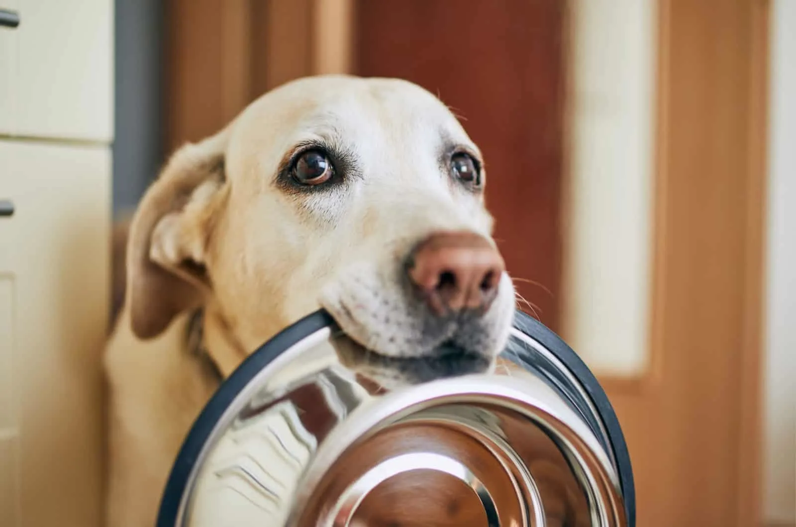 labrador holding a bowl in mouth