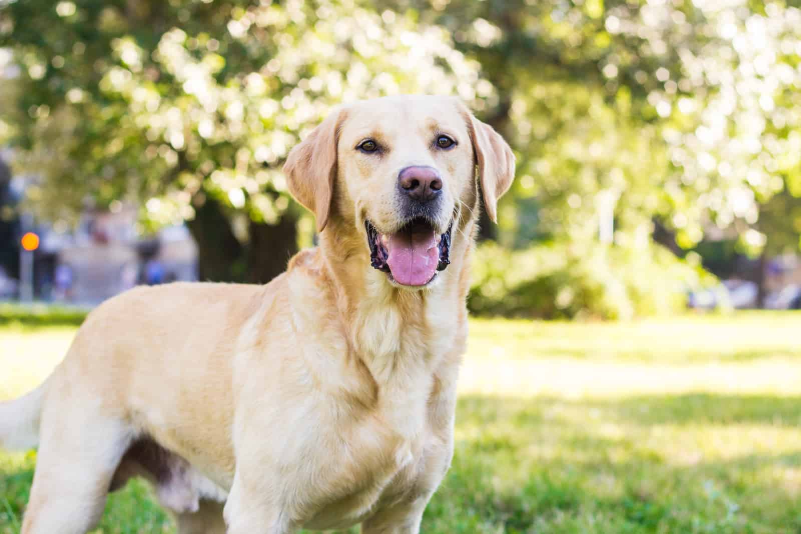 labrador in a park