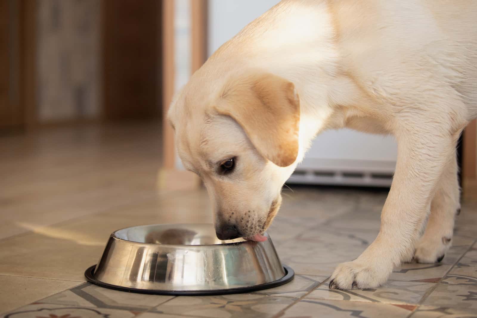 labrador licking bowl