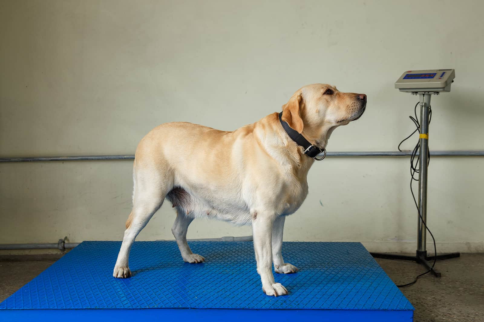 labrador retriever standing on the scale