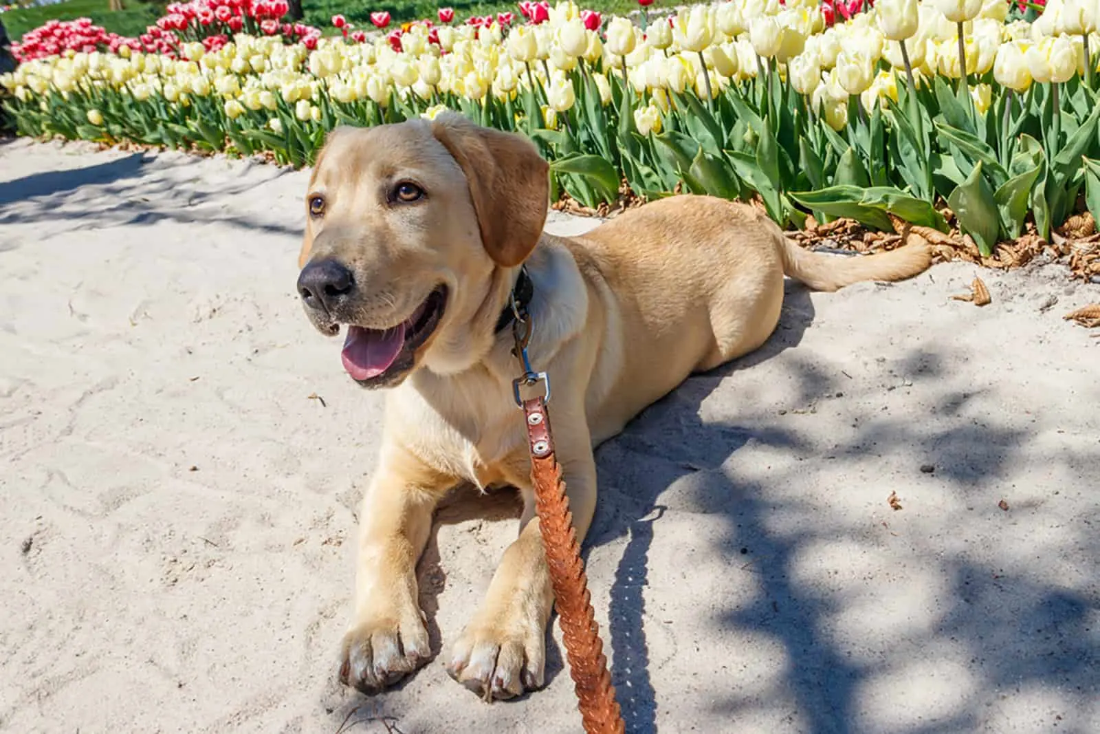 labrador retriever lying on the sand next to tulips flowers