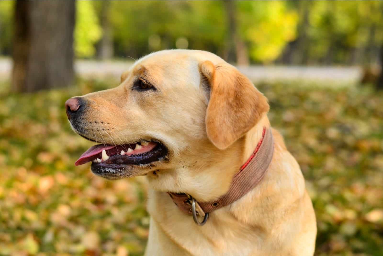 labrador retriever in the park