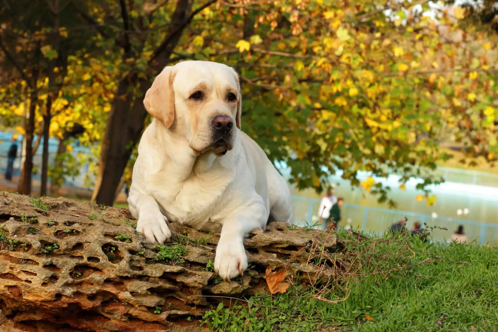 how much food do you feed a lab puppy