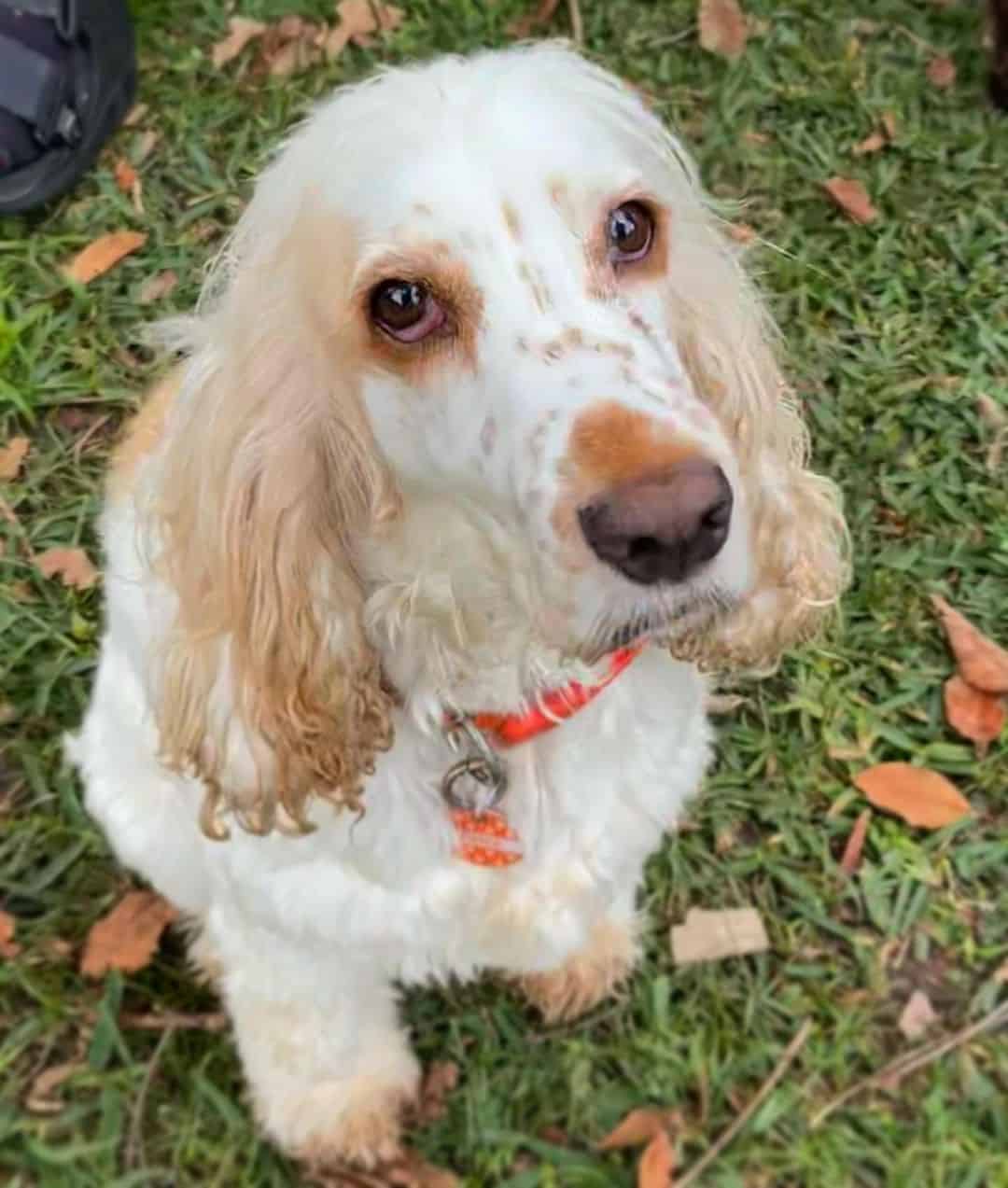 lemon roan cocker spaniel