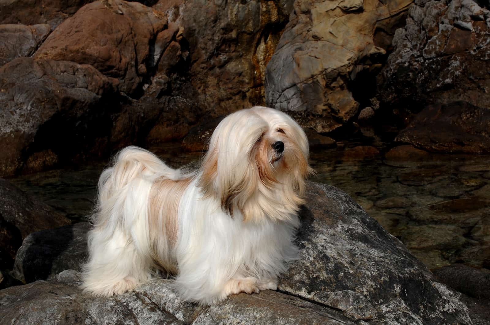 lhasa apso dog standing on the rock