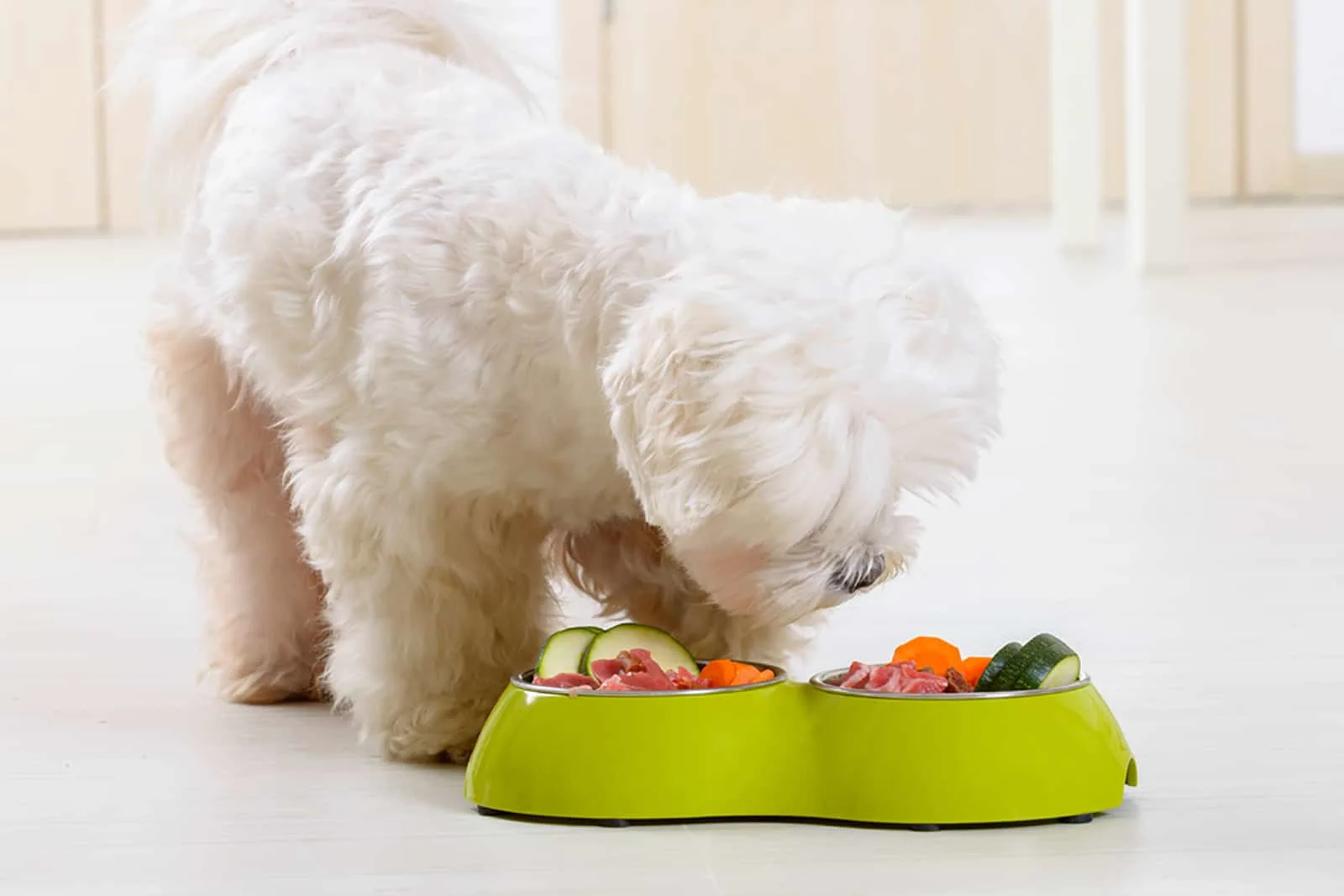 little dog maltese eating healthy food