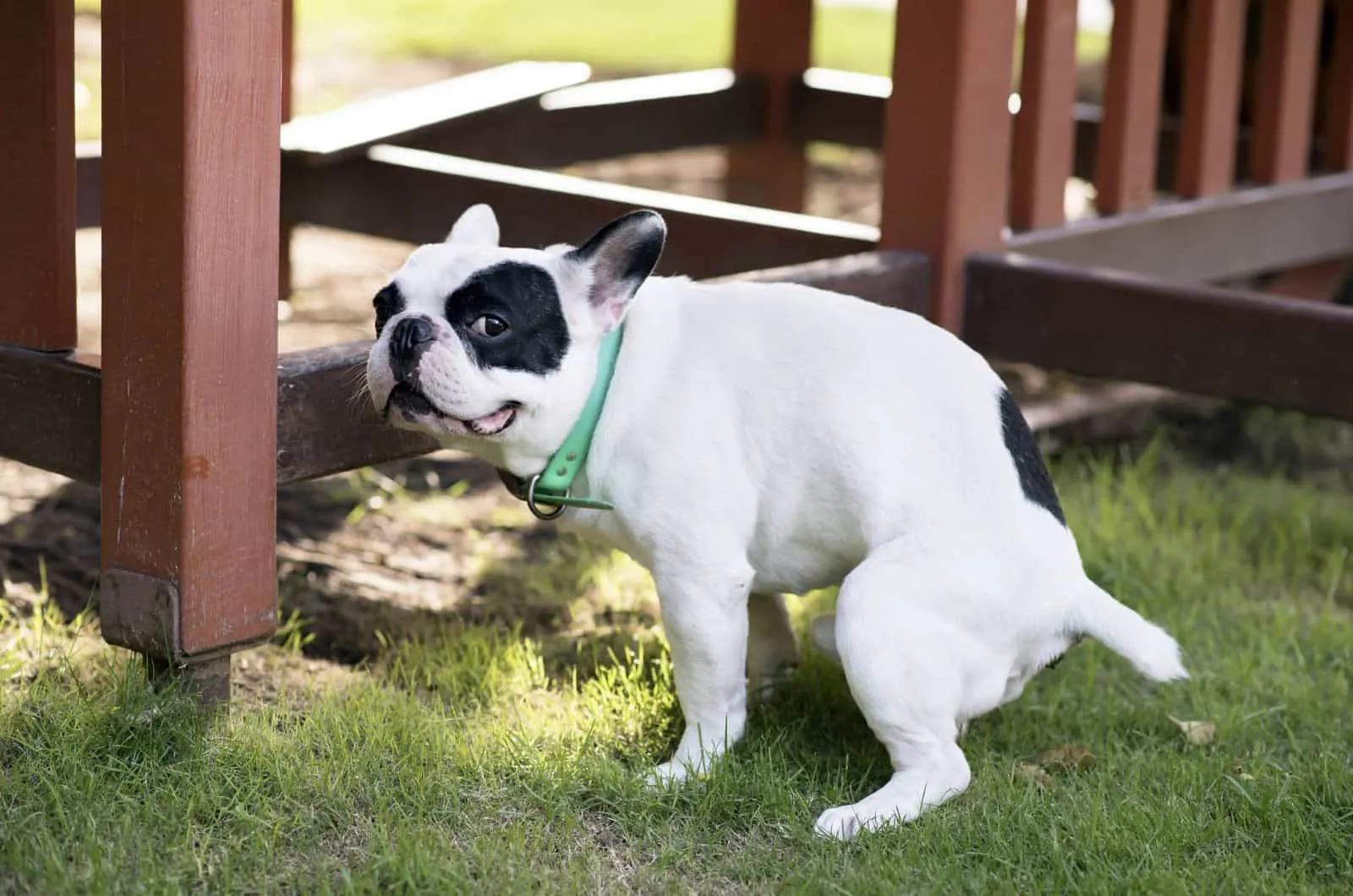 little dog pooping
