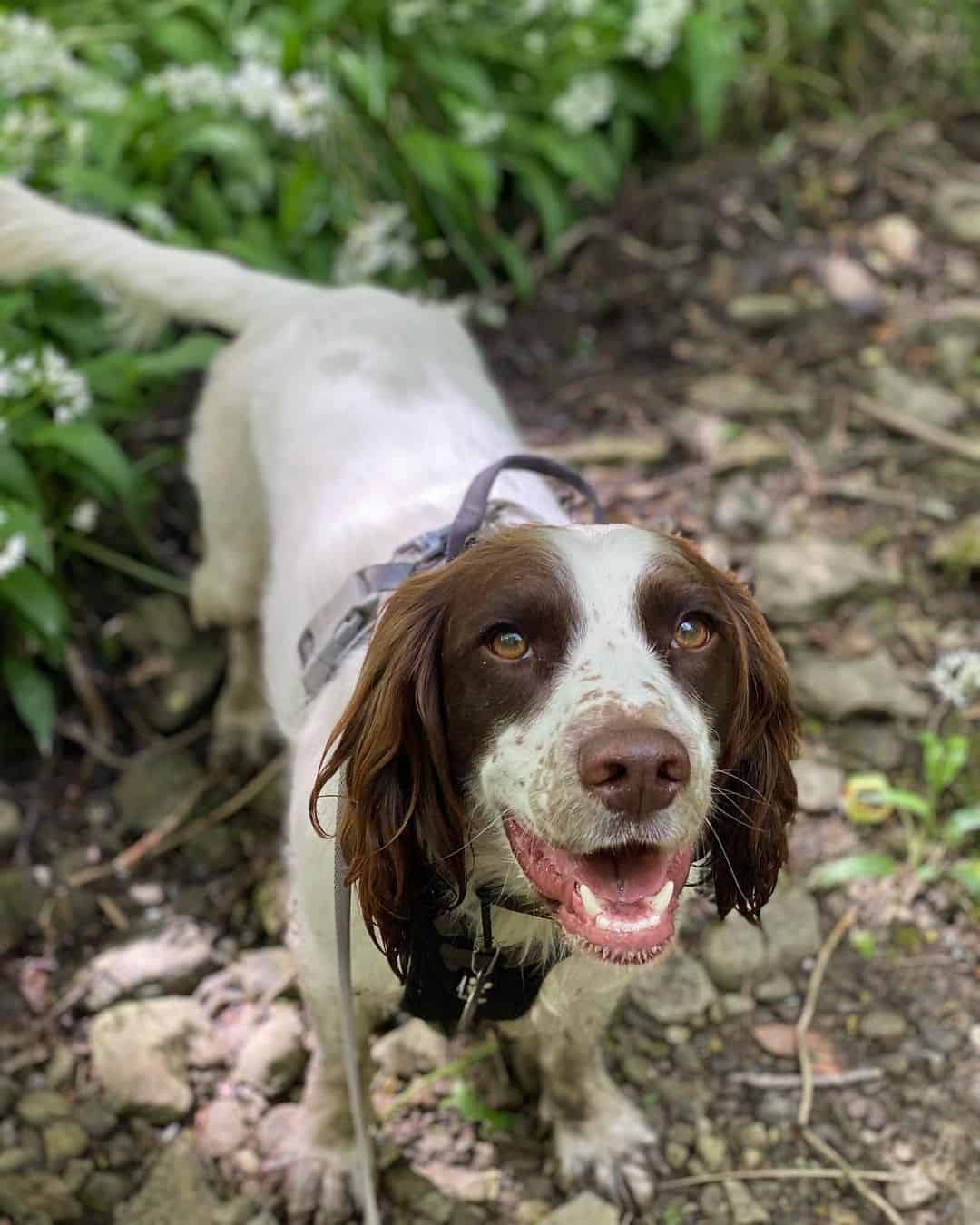 liver and white cocker spaniel