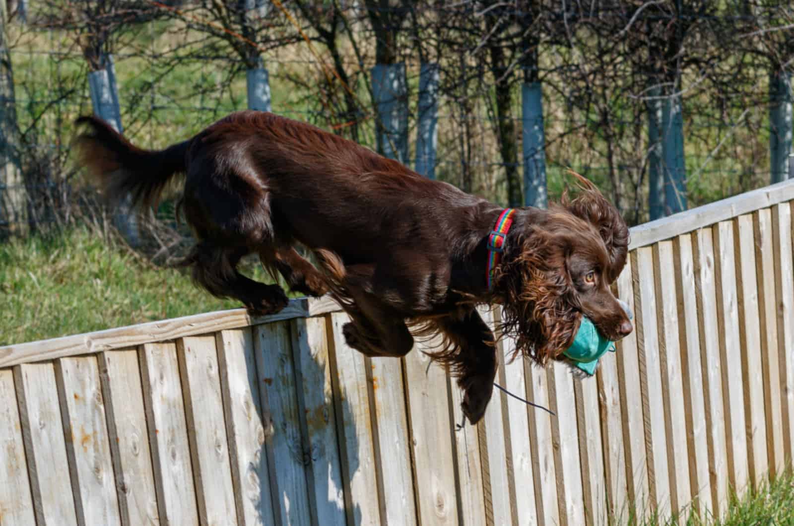 liver cocker spaniel