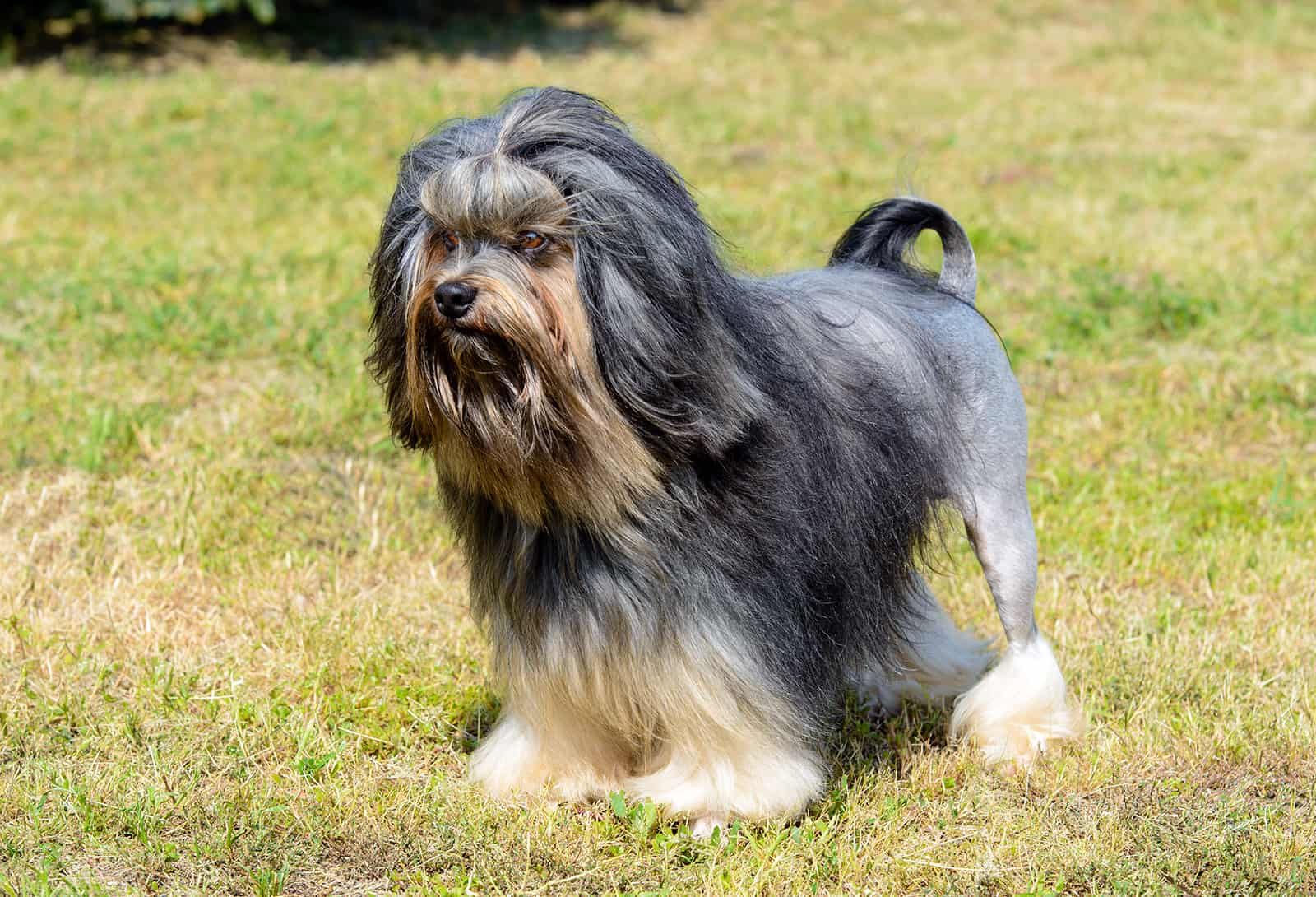 lowchen dog standing on the grass