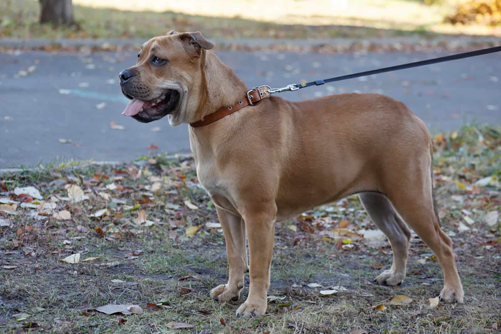 majorca mastiff in the park