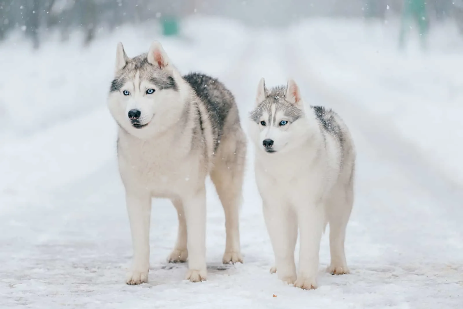 male and female syberian husky dogs standing in the snow