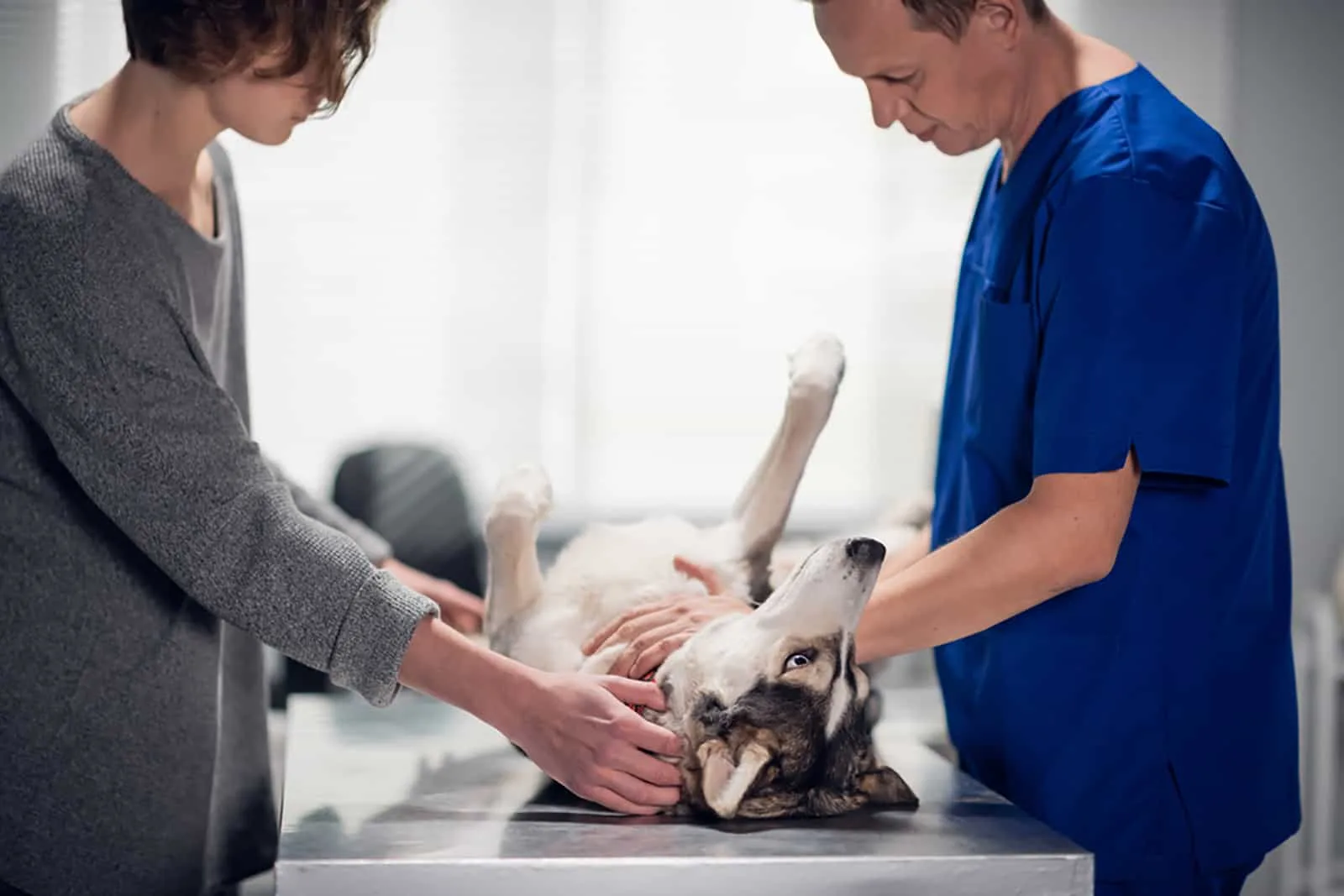 male veterinarian is checking the health state of a husky dog in his office
