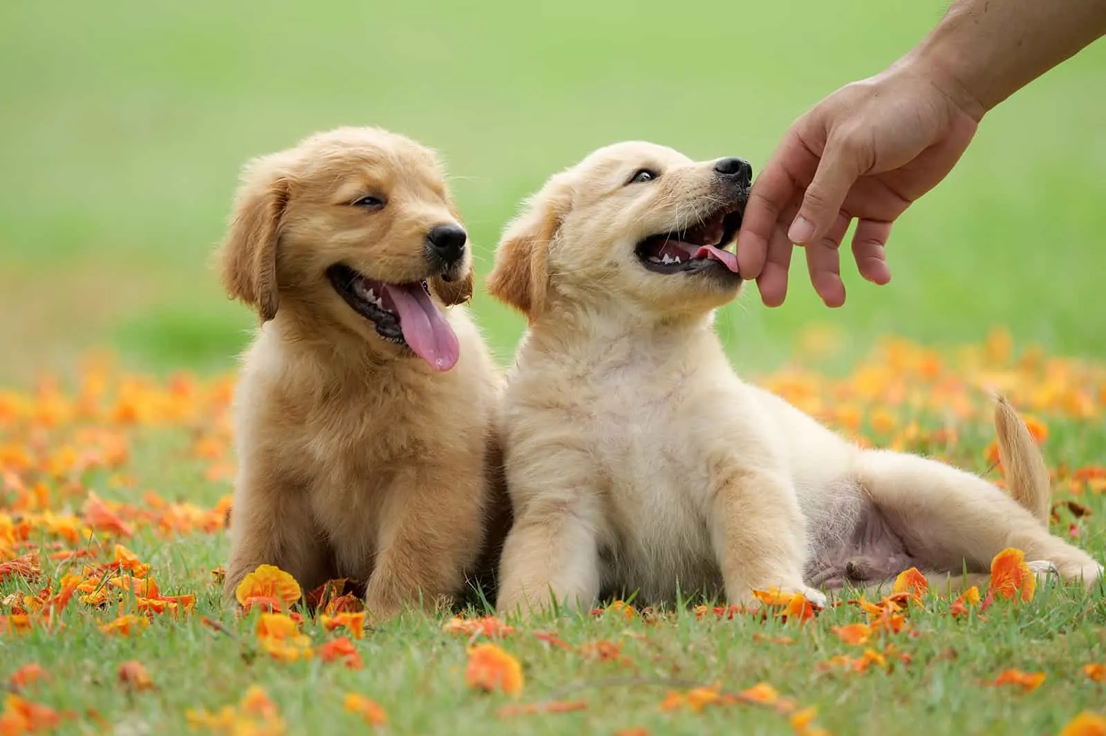 man hand playing with cute puppy golden retrievers in the park