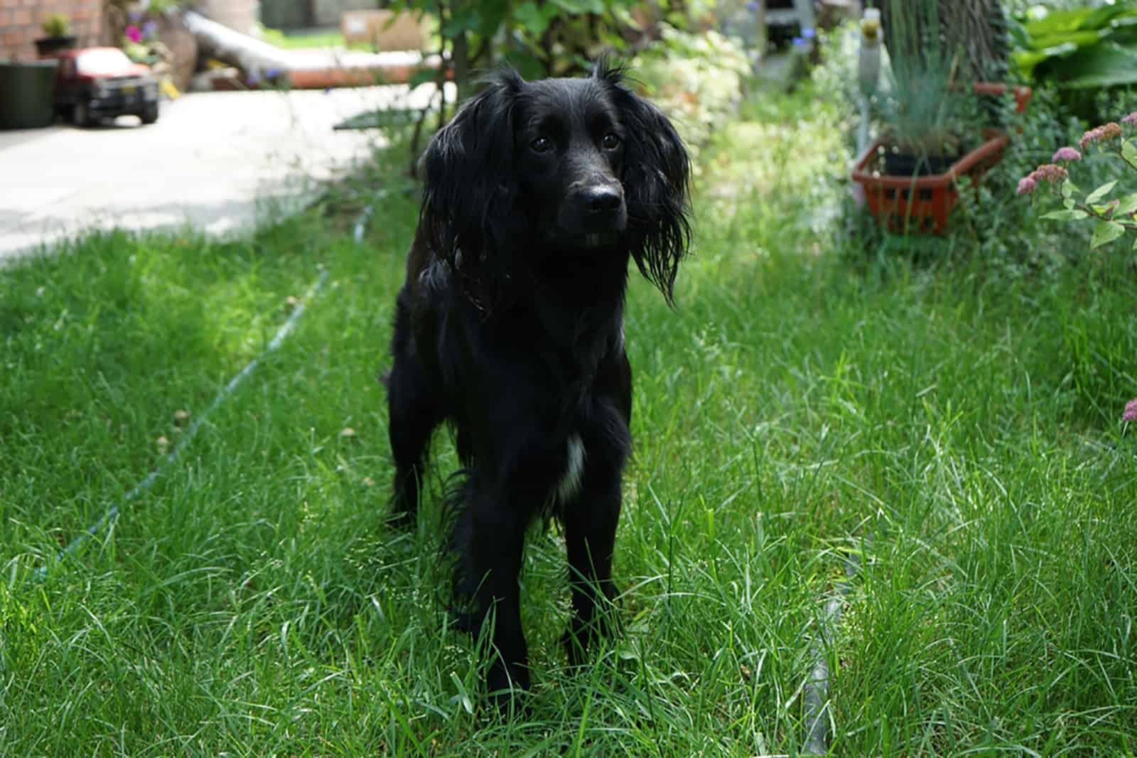 black markiesje dog standing in the grass