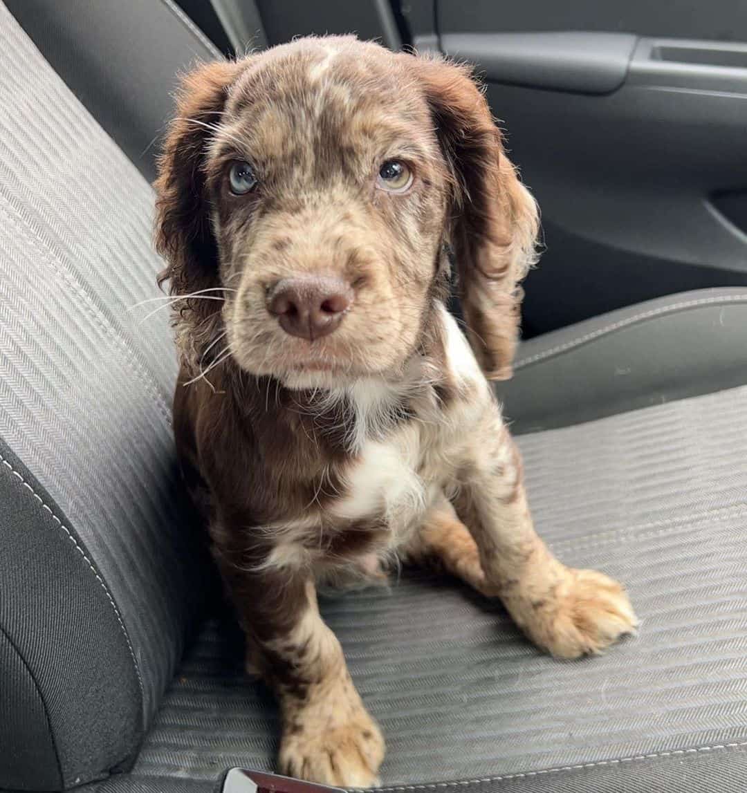 merle cocker spaniel