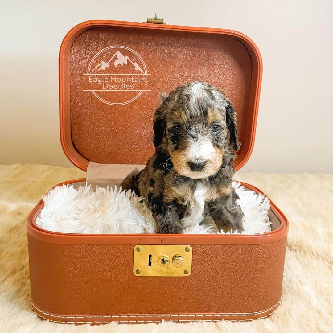 merle goldendoodle puppy in a box