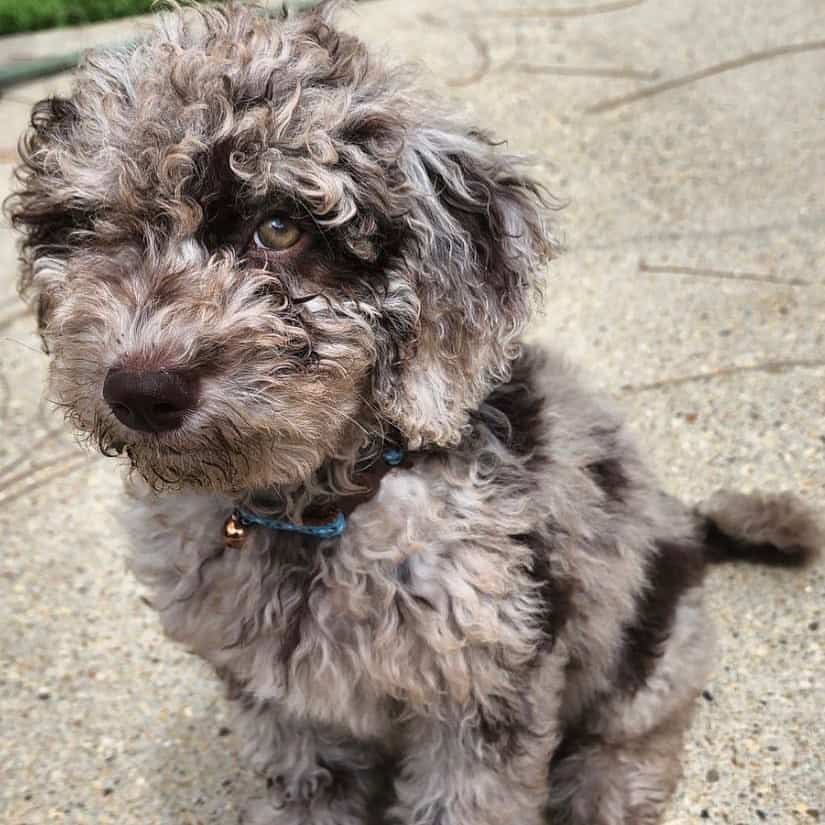 merle goldendoodle puppy
