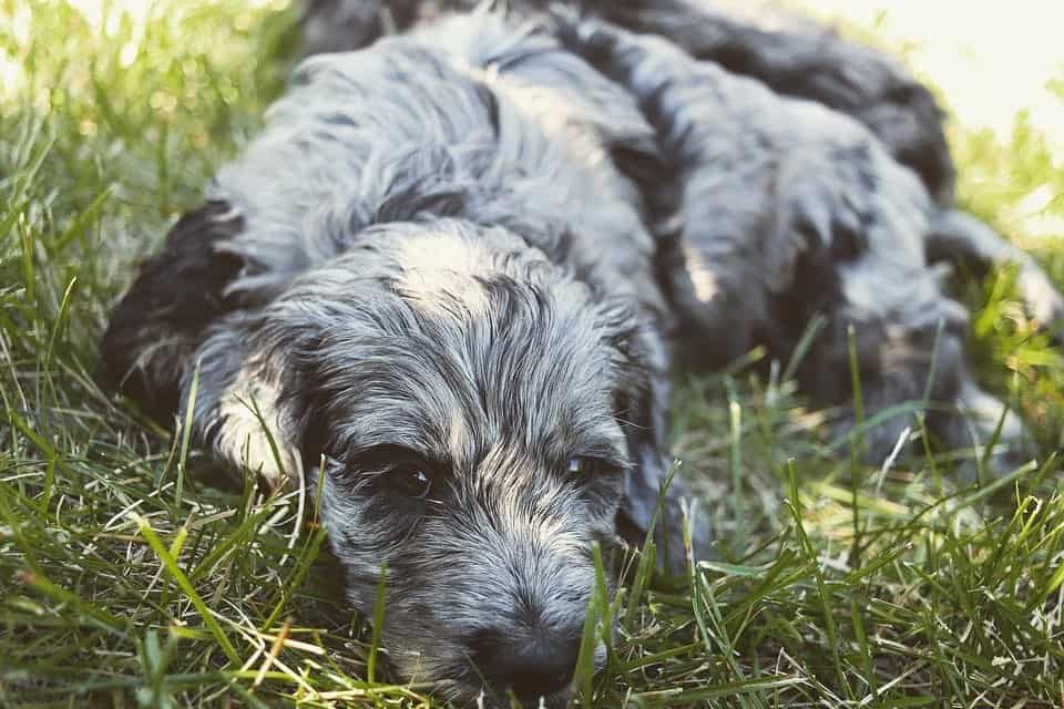 merle goldendoodle resting in grass