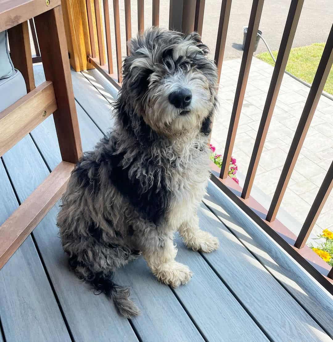 merle goldendoodle sitting