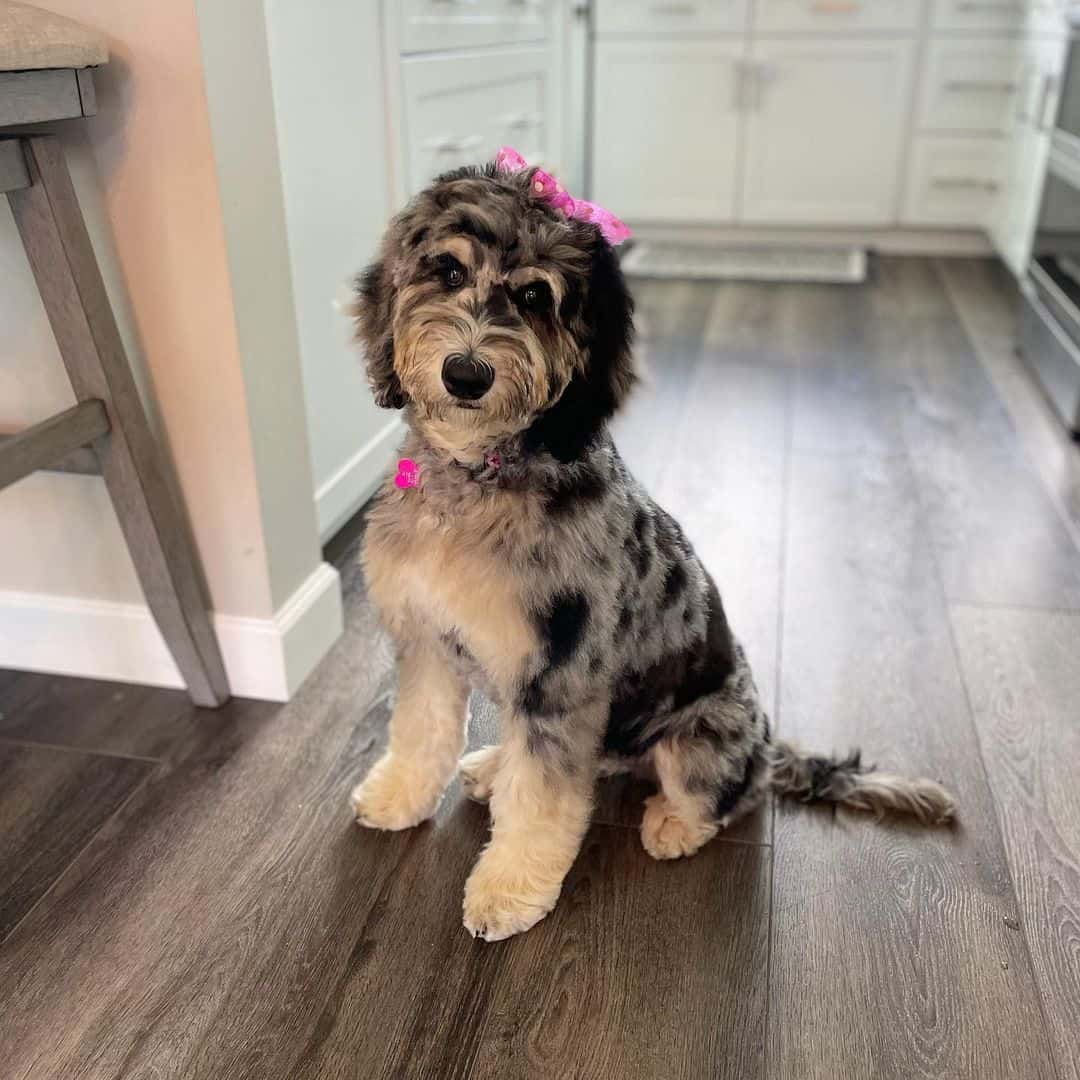 merle goldendoodle