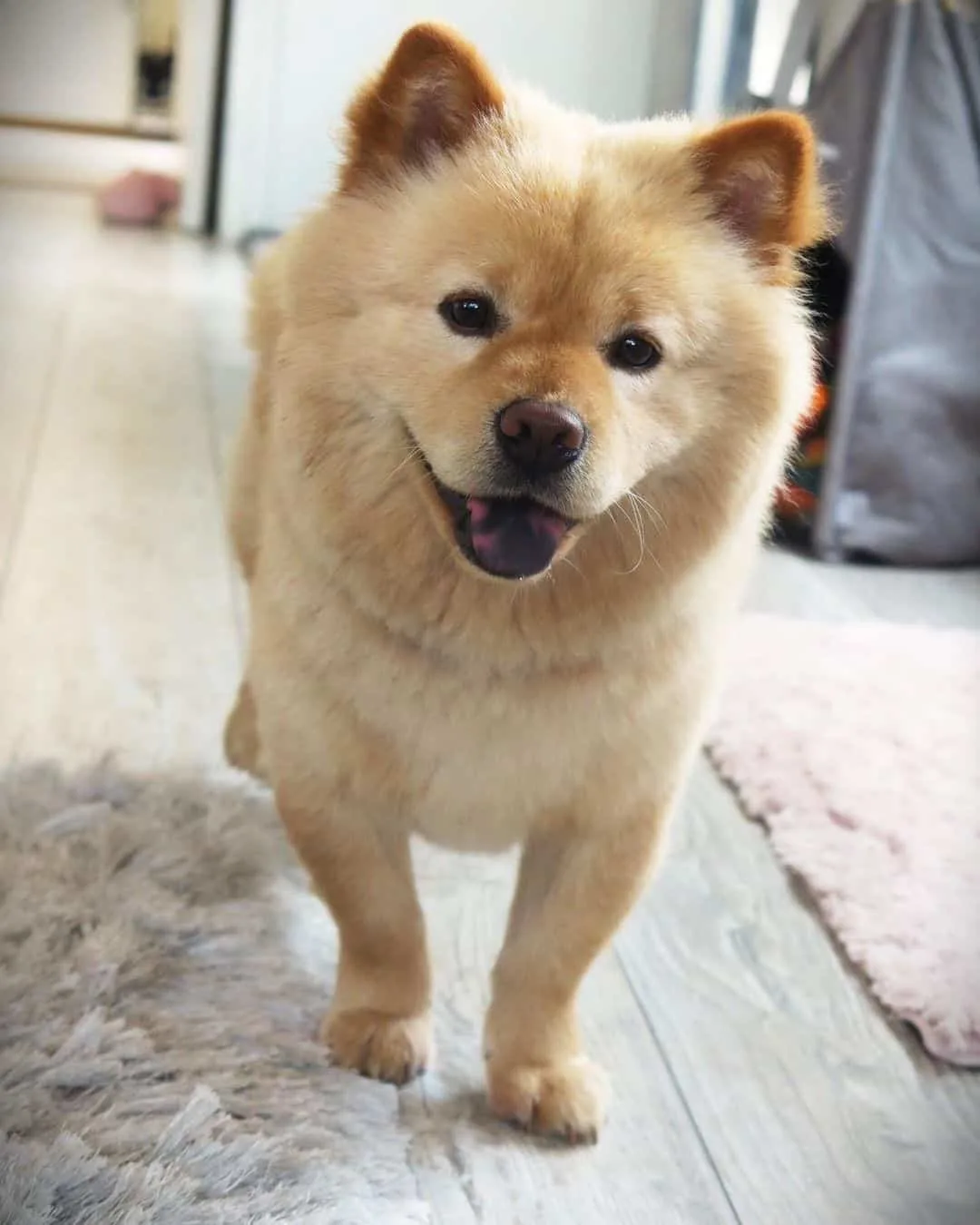 mini chow chow in the living room