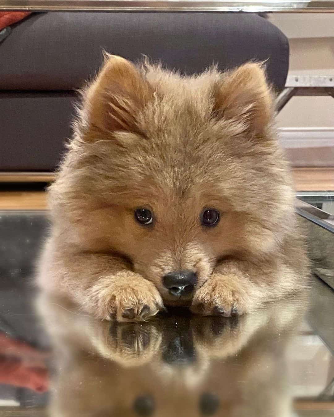 mini chow chow is lying down