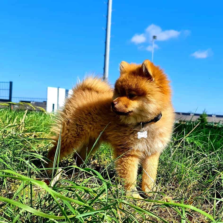 mini chow chow is standing on the grass