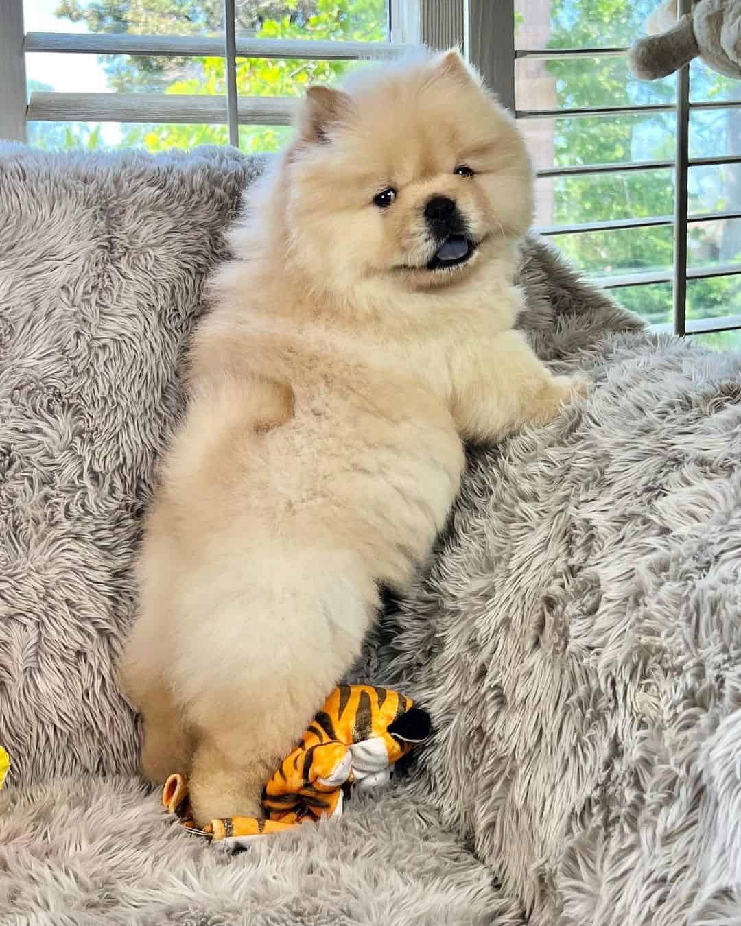 mini chow chow on the sofa