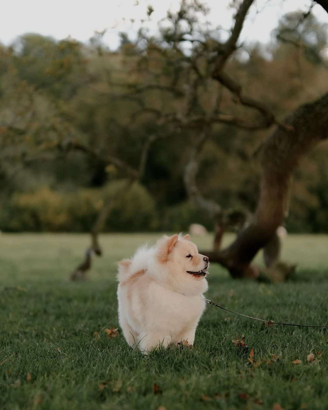 mini chow chow stands in nature