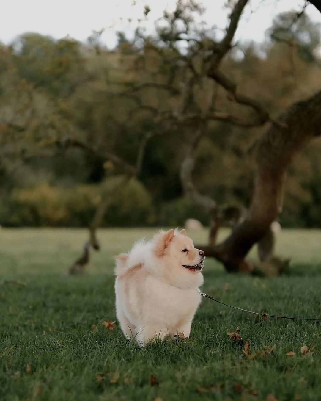 mini chow chow stands in nature