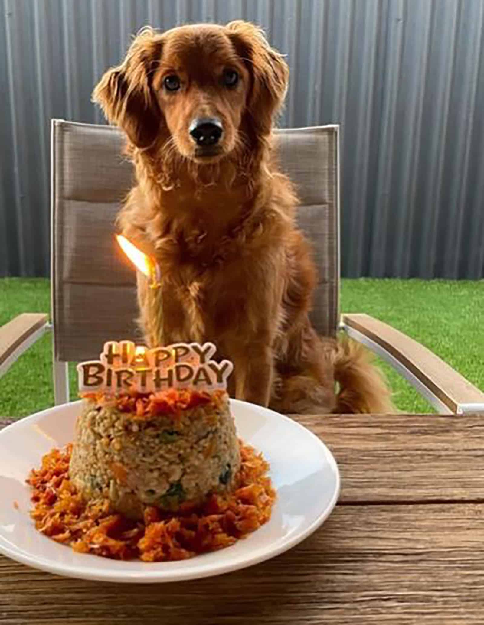 mini golden retriever celebrating birthday with healthy cake in front him