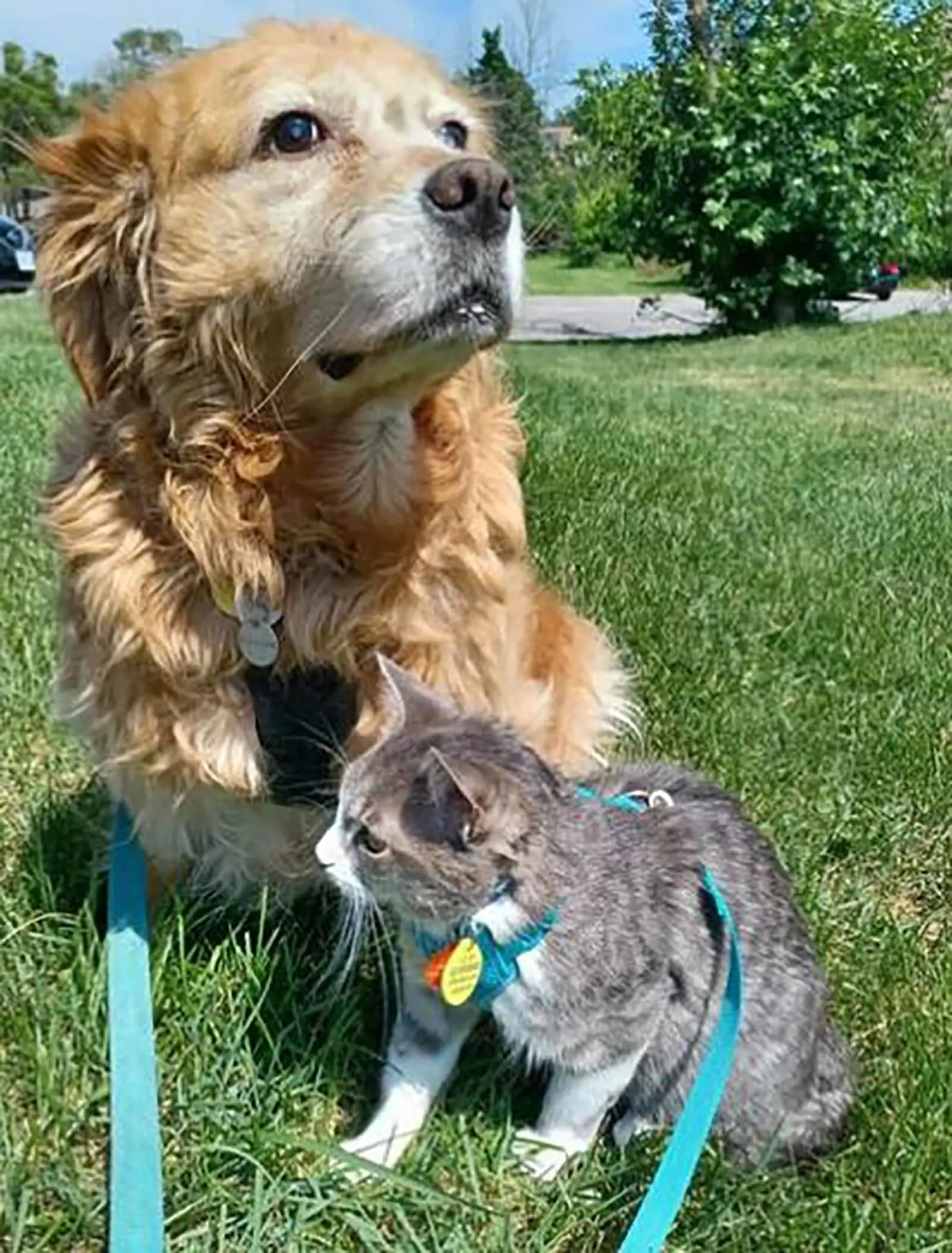 mini golden retriever dog and a cat sitting together on the lawn