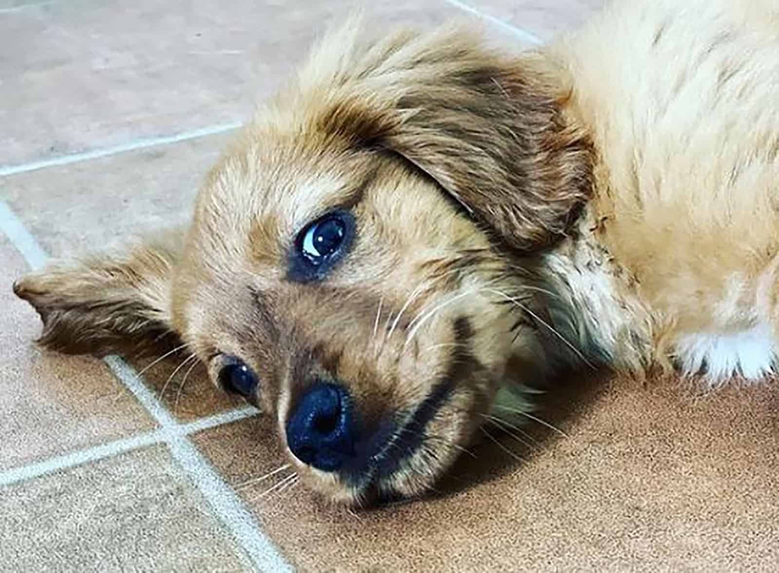 mini golden retriever dog lying