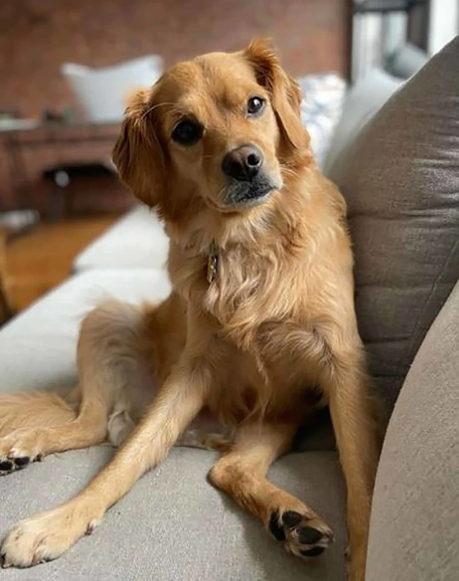 mini golden retriever dog sitting on the couch