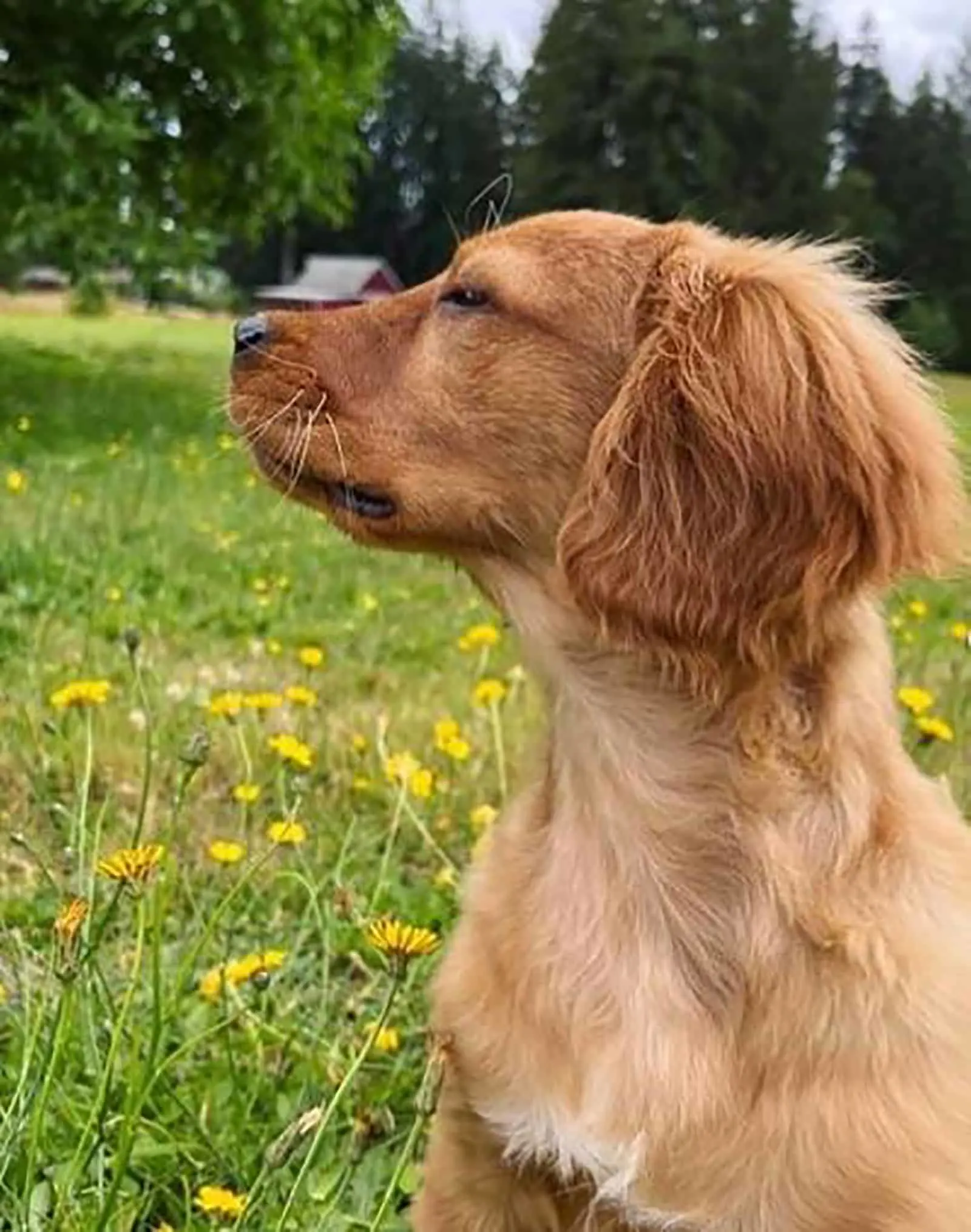mini golden retriever looking aside while sitting in the grass