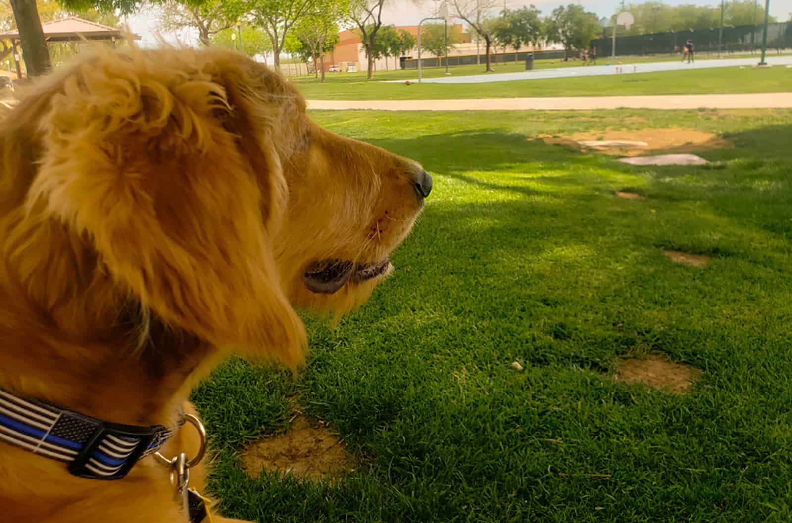 mini golden retriever sitting in the park and looking around