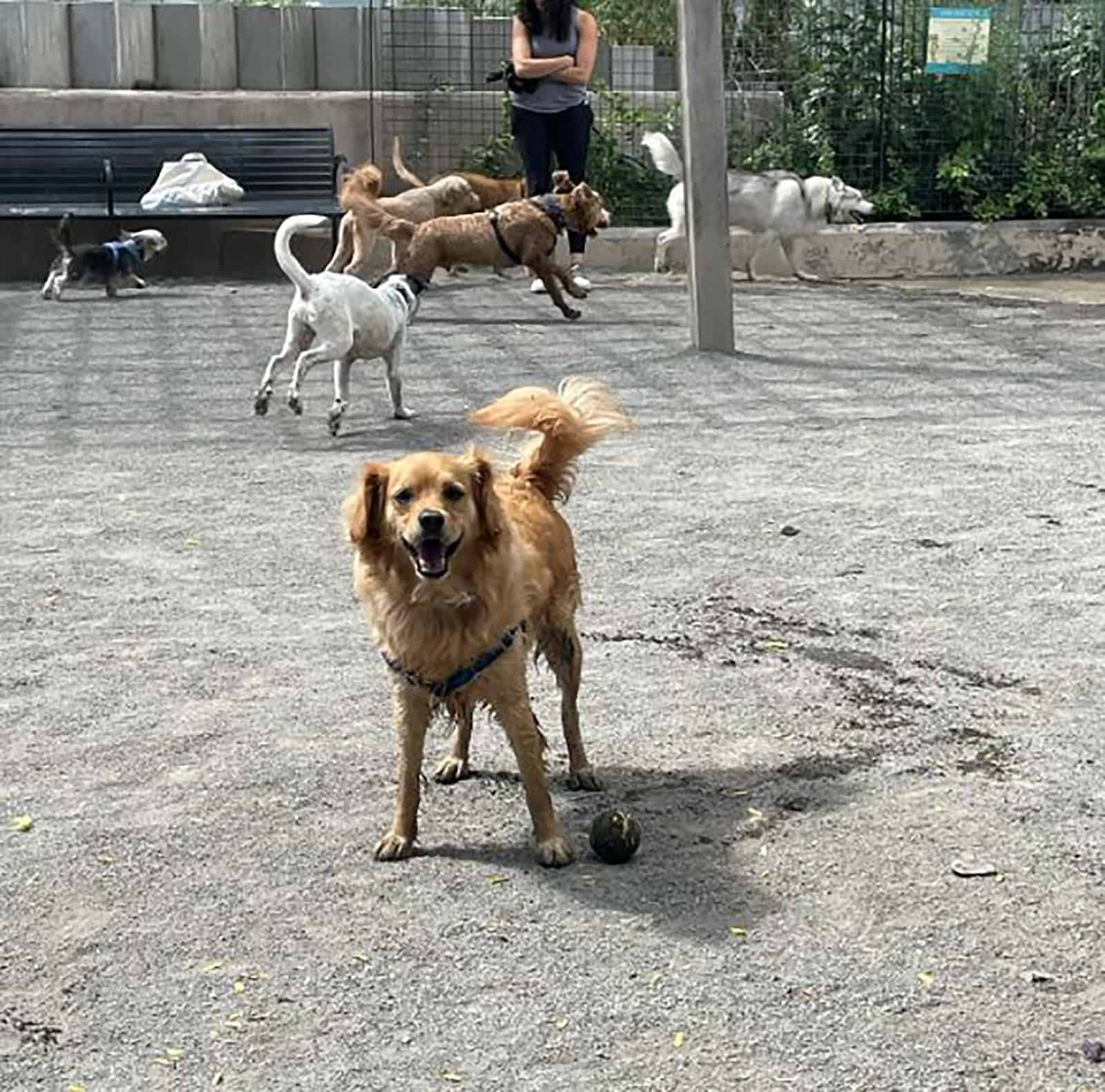 mini golden retriever standing beside ball in the park