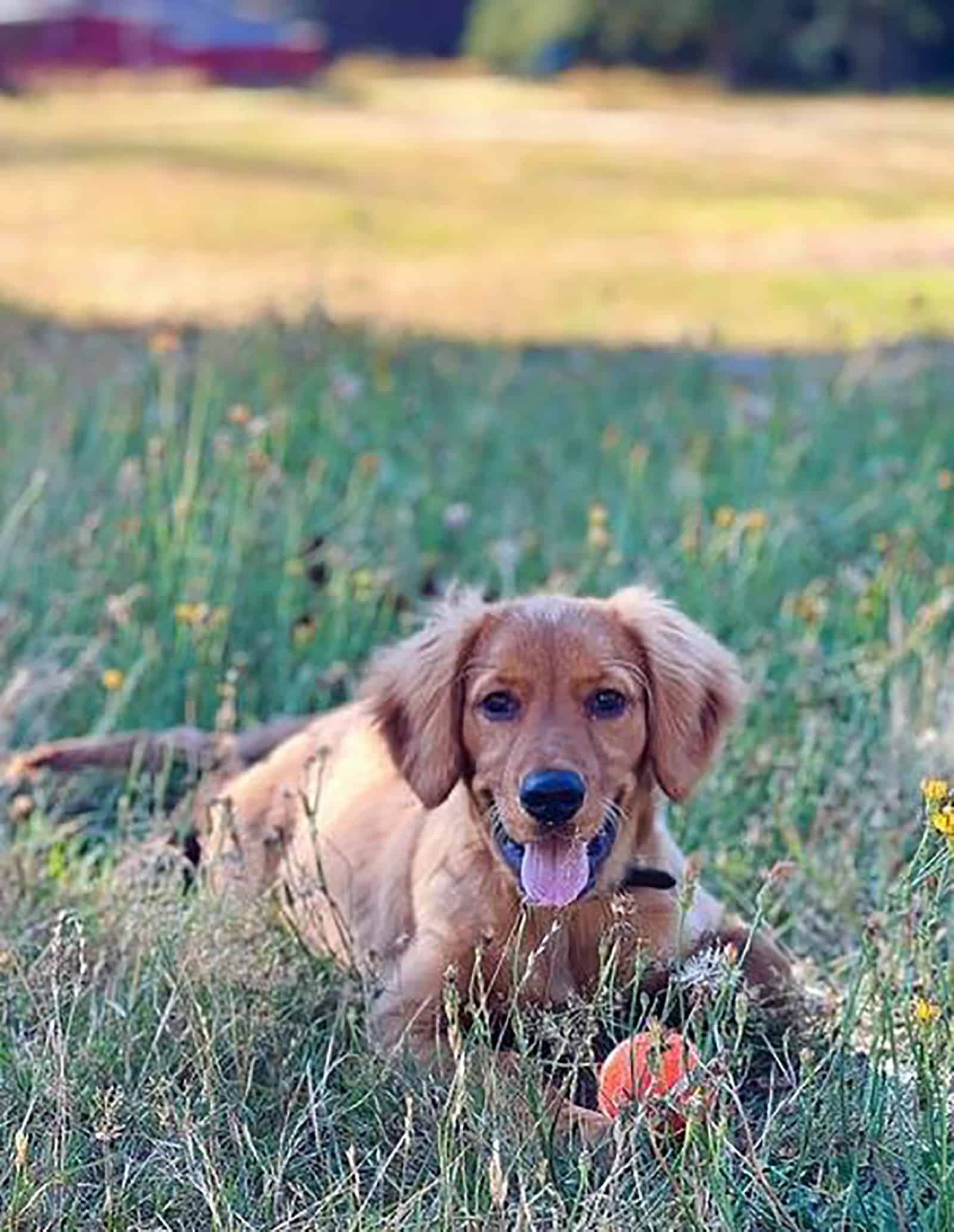 toy golden retriever breeders