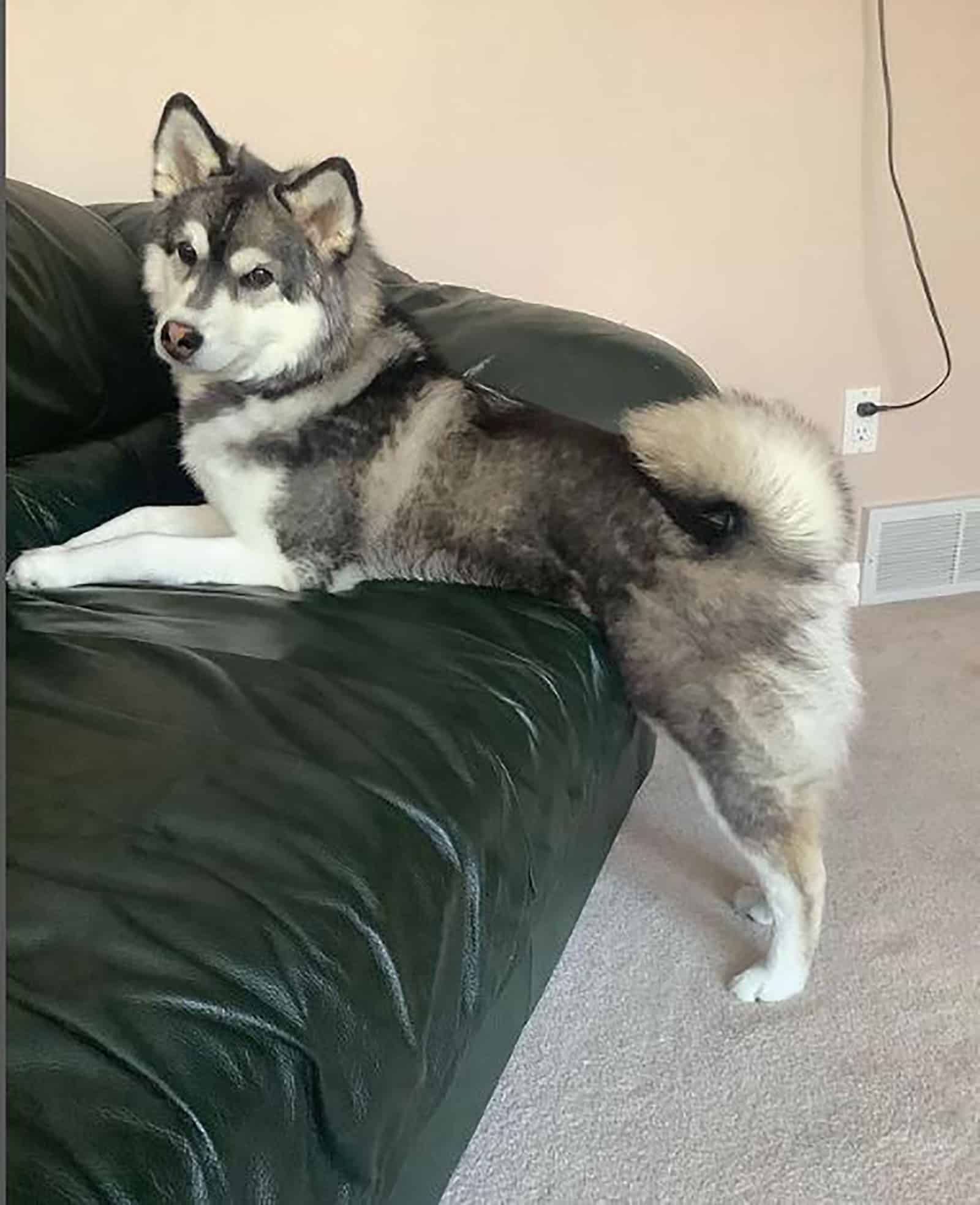 mini husky on the couch looking into camera