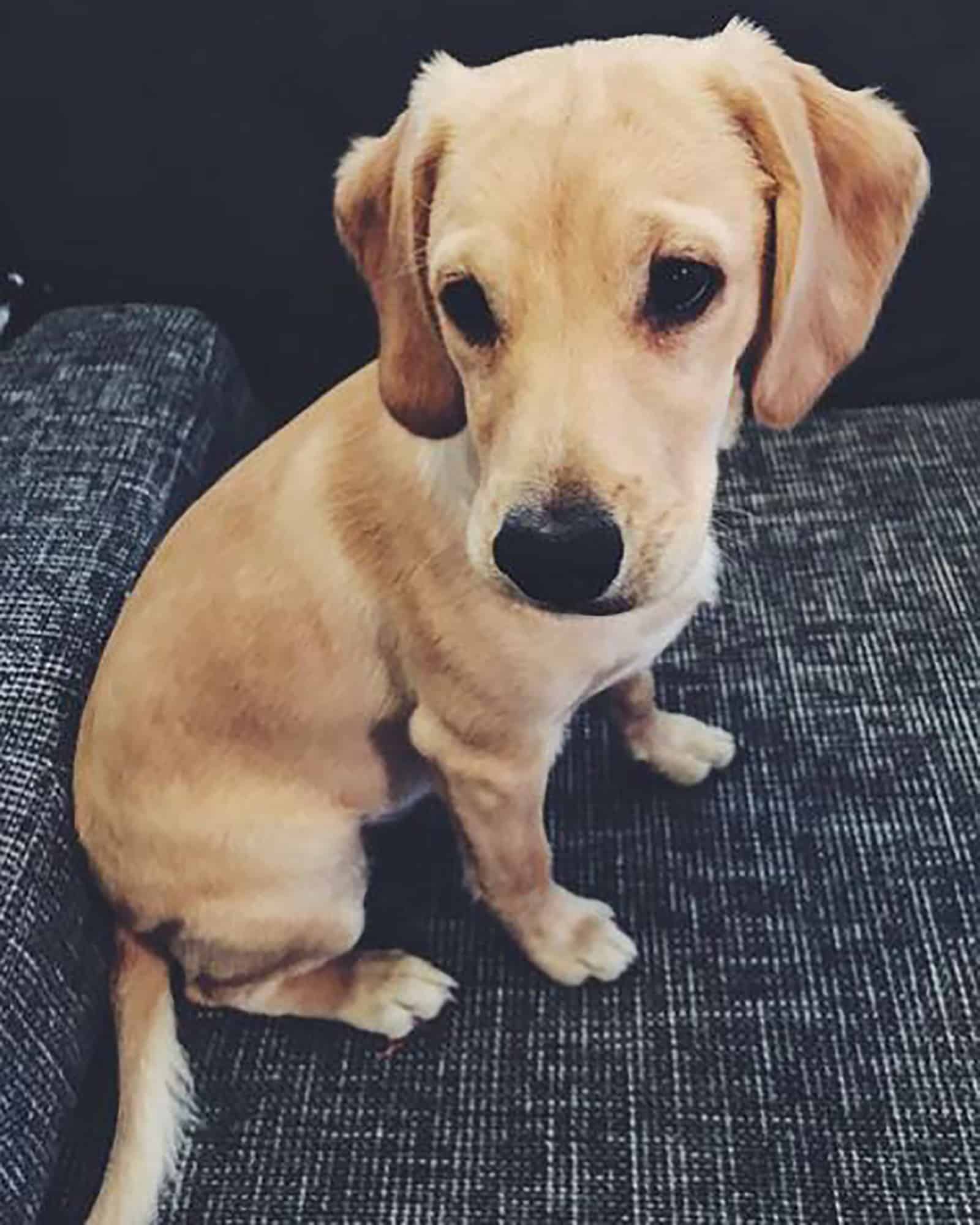 mini labrador sitting on the couch and looking aside