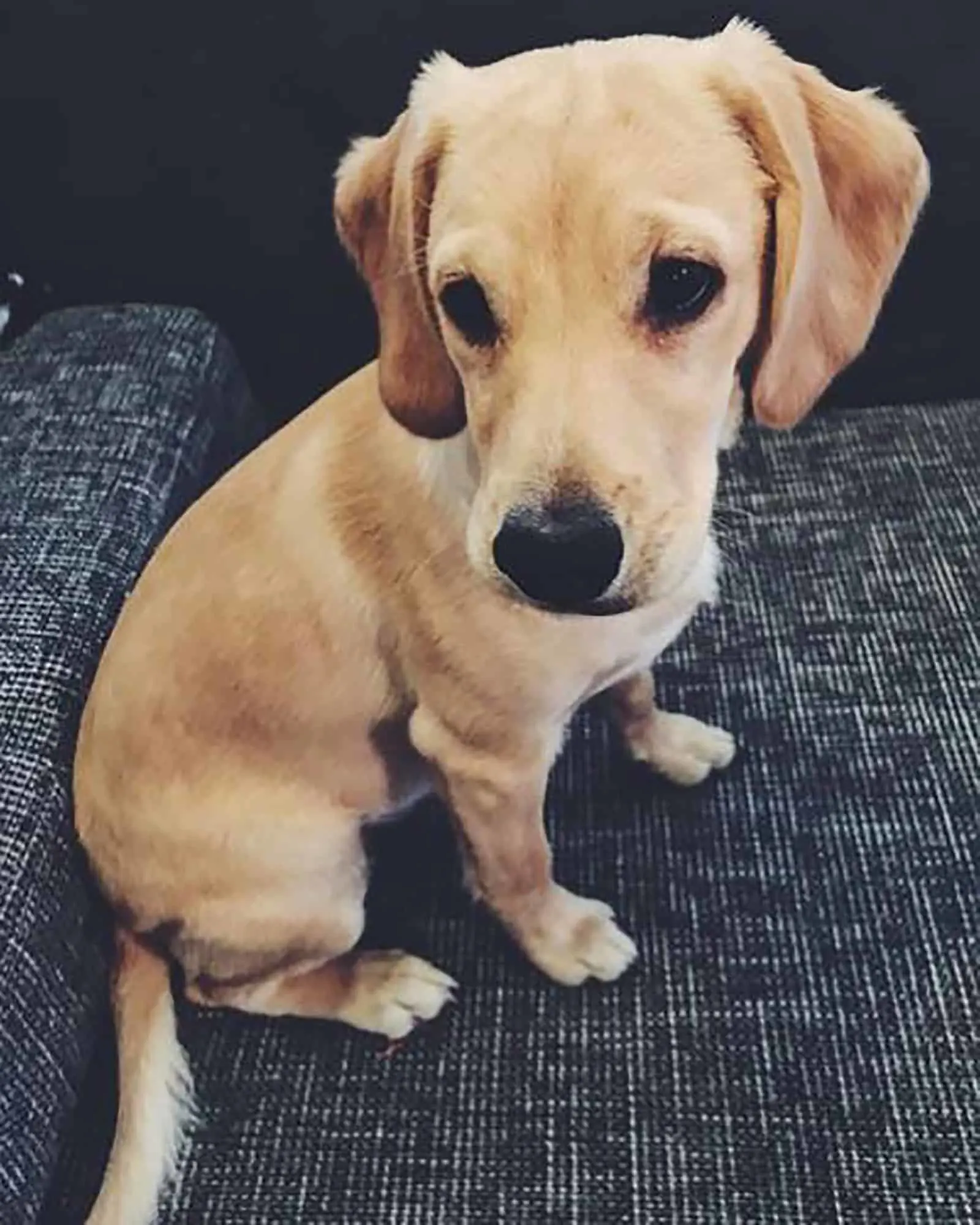 mini labrador sitting on the couch and looking aside