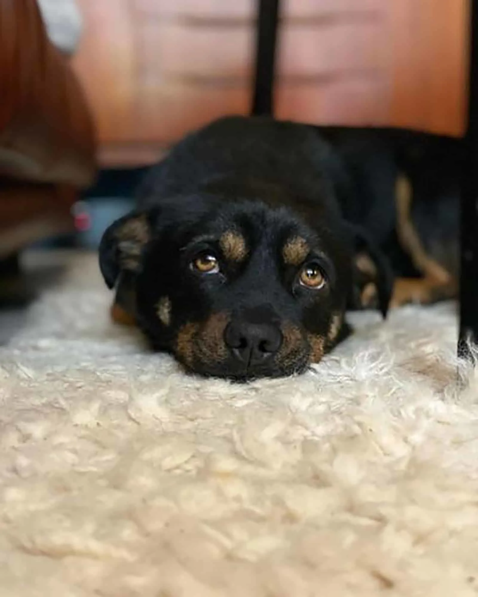 mini rottweiler lying on the carpet
