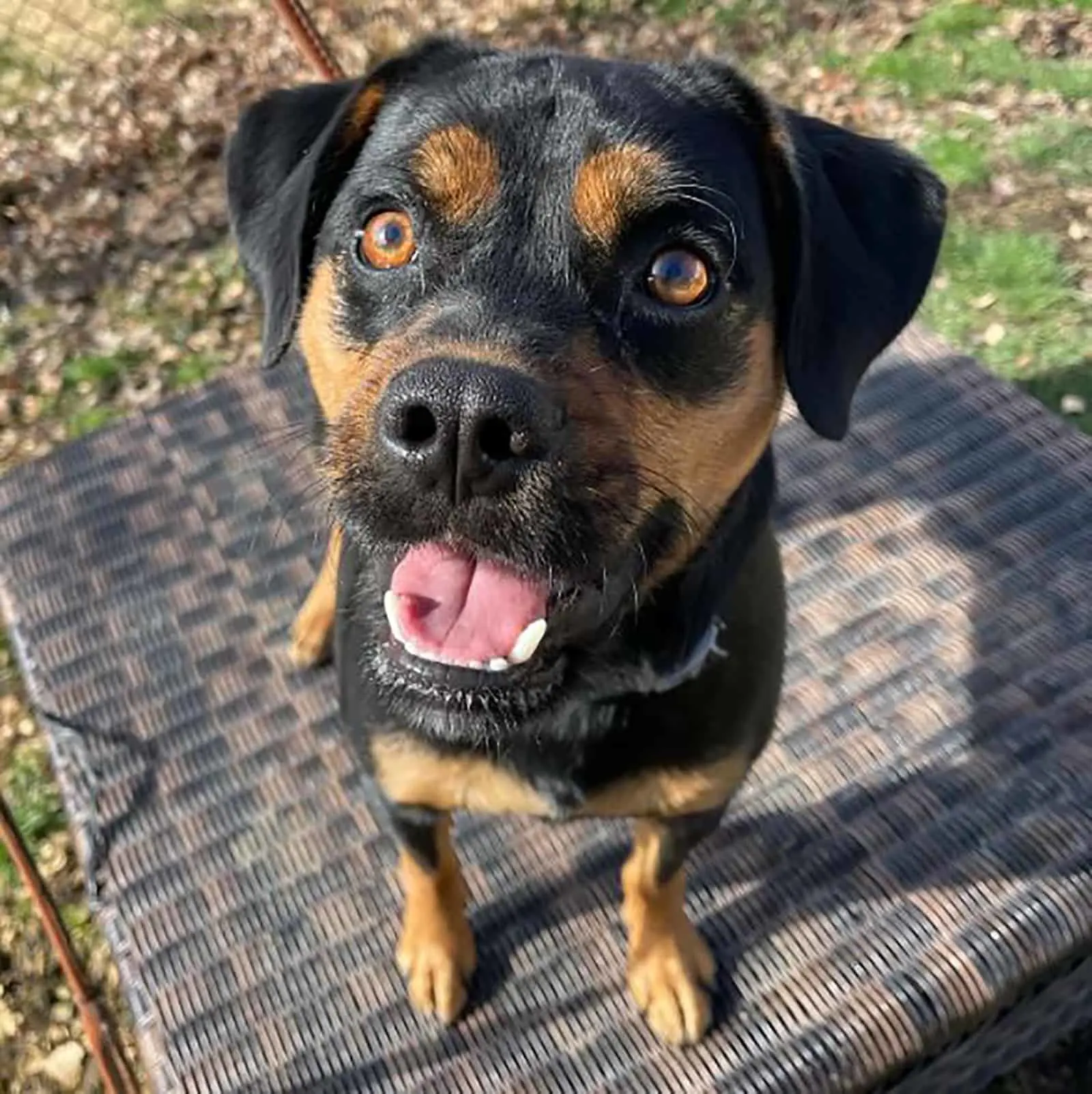 mini rottweiler looking up into camera