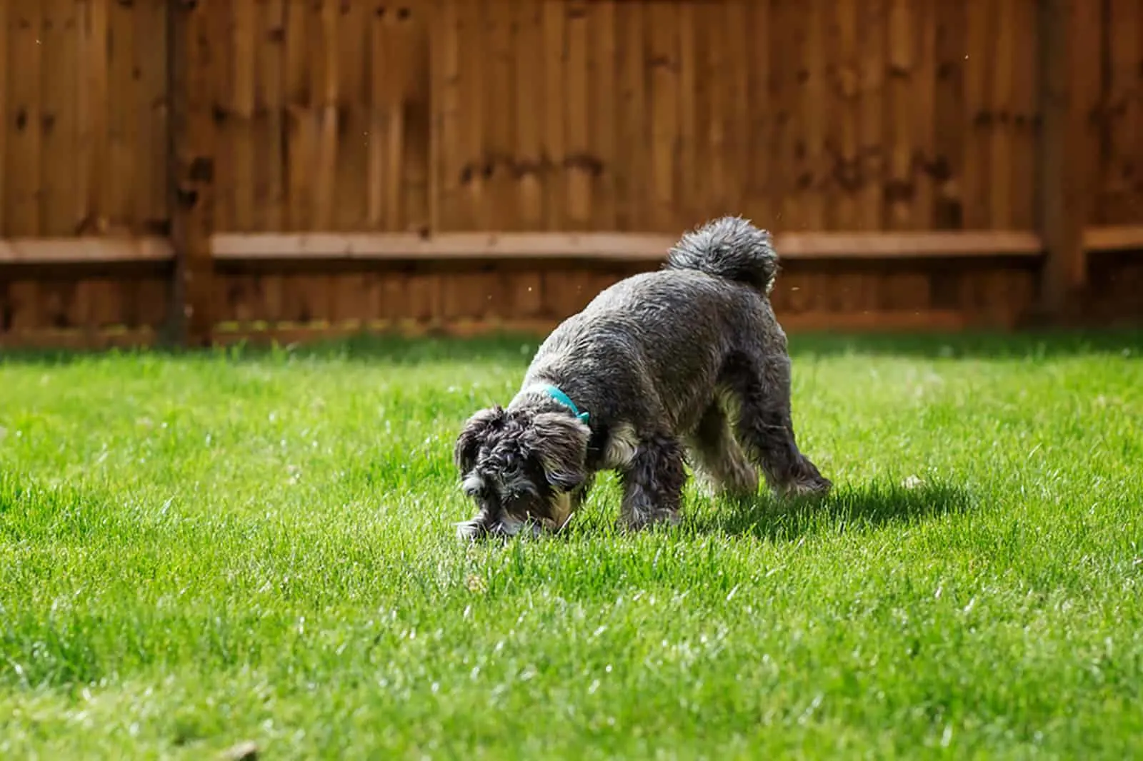 mini schnauzer sniffing and exploring in a garden