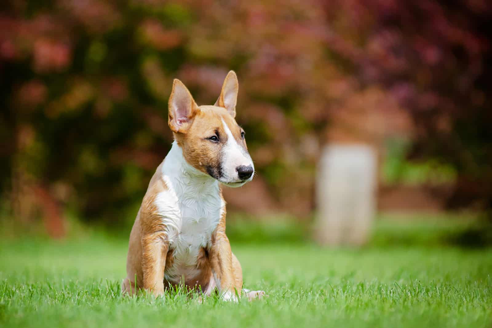 miniature bull terrier sitting on the grass